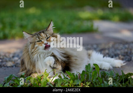 A sweet tortoiseshell norwegian forest cat female licking her paw. She is resting in grass Stock Photo