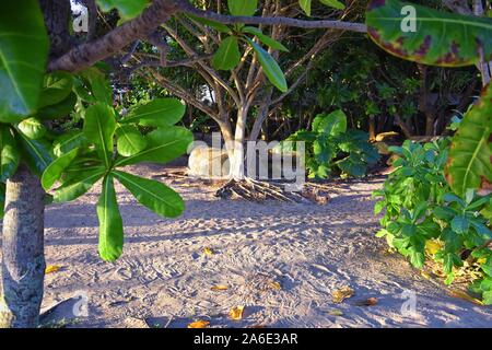 Phuket reception garden area pathway views at Thailand resort, stock photo with no people, near Bangkok. Asia. Stock Photo