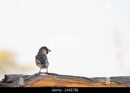 Single Social Weaver Bird Sitting on a Tree Branch, Etosha National Park, Namibia with Copy Space Stock Photo