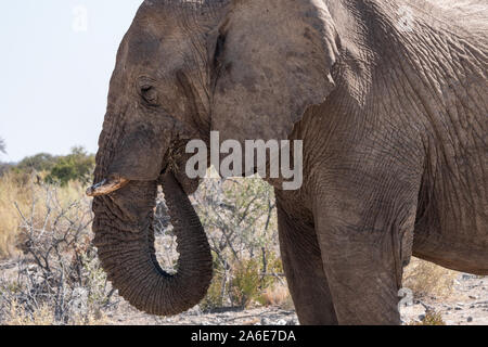 African Elephant Eating Close-Up in Etosha National Park, Namibia, Africa
