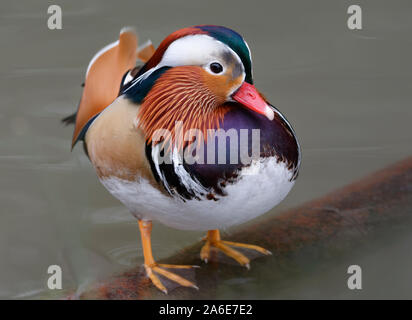 Mandarin Duck - Aix galericulata  Male standing in water Stock Photo