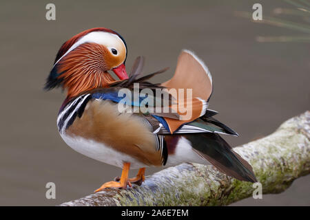 Mandarin Duck - Aix galericulata  Male preening on branch Stock Photo