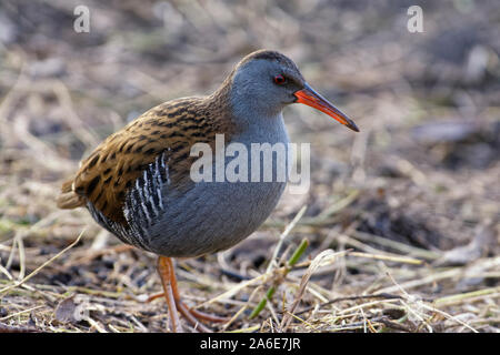 Water Rail - Rallus aquaticus  Bird on dry marsh Stock Photo