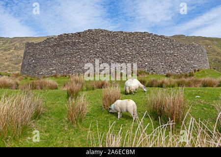 Sheep are grazing in front of Staigue Fort, Ring of Kerry, Republic of Ireland. Stock Photo