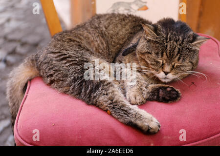 Old semi-feral tabby cat sleeping on a chair in Trastevere district of Rome, Italy Stock Photo