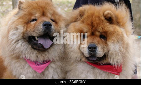 Dog Chow Chow Chow Chow Two China Red Profile Sit Sitting Adult Puppy Baby Dogs Rock Portrait Long Hair And Short Haired Baby Stock Photo Alamy