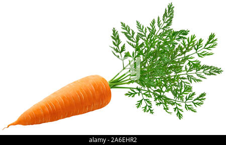 One whole carrot with leaves isolated on white background Stock Photo
