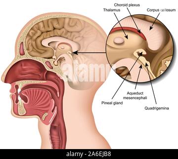 Anatomy pineal gland medical vector illustration isolated on white background Stock Vector