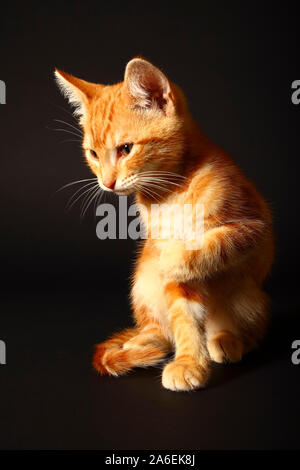 Ginger mackerel tabby cat isolated on a black background Stock Photo
