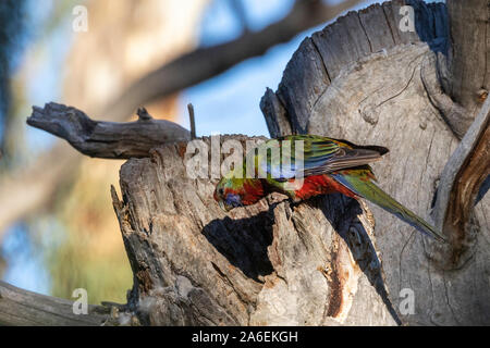 A juvenile Crimson Rosella at Red Hill Nature Reserve, ACT, Australia on a spring morning in October 2019 Stock Photo