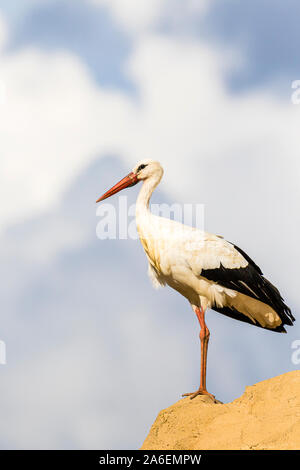 White stork at Silves, Portugal Stock Photo