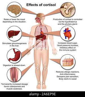 effects of cortisol on the human body 3d medical vector illustration isolated on white background Stock Vector