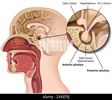 Pituitary gland anatomy 3d medical vector illustration isolated on white background hypothalamus in human brain eps 10 infographic Stock Vector