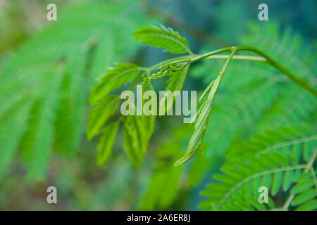 Young shoots of White popinac, Wild tamarind, Leadtree on the tree. In Thailand, popularly eaten with rice noodles Stock Photo