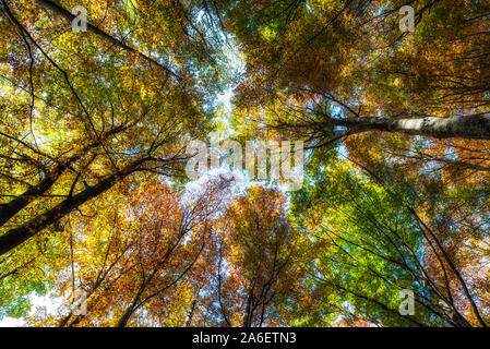 Autumn trees tops in autumn forest scene Stock Photo