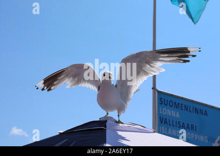 Common gull (Larus canus) at Helsinki Market Square water bus pier in Helsinki, Finland Stock Photo