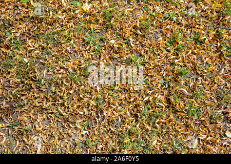Fallen yellowed flowers of linden tree on lawn with little green grass. Medicinal linden dry flowers cover ground Stock Photo