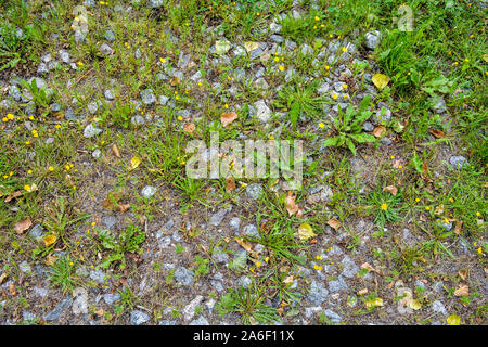 Texture of earth with small granite stones and growing green grass. Rubble and grass plants and flowers on ground Stock Photo