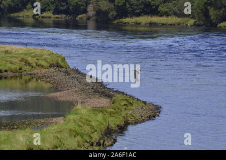 Fly fisherman in the River Oykel at the Kyle of Sutherland Bonar Bridge Sutherland Scotland UK Stock Photo