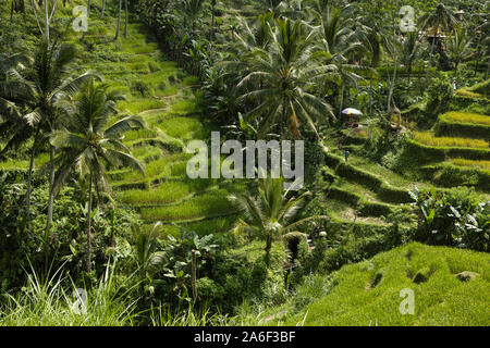 The beautiful Tegalallang rice terraces near the cultural town of Ubud in Bali Stock Photo