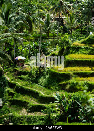 The beautiful Tegalallang rice terraces near the cultural town of Ubud in Bali Stock Photo