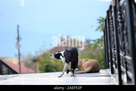 stray dog scratching fur with fleas image Stock Photo