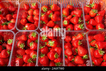 Fruit pickers at a farm in Kent, England in May 2018.The fruit industry is struggling as a result of the shortage of migrant pickers they are able to recruit from Eastern Europe such as Rumania and Bulgaria as a result of Brexit fear. Stock Photo