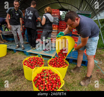 Fruit pickers at a farm in Kent, England in May 2018.The fruit industry is struggling as a result of the shortage of migrant pickers they are able to recruit from Eastern Europe such as Rumania and Bulgaria as a result of Brexit fear. Stock Photo