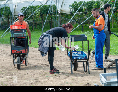 Fruit pickers at a farm in Kent, England in May 2018.The fruit industry is struggling as a result of the shortage of migrant pickers they are able to recruit from Eastern Europe such as Rumania and Bulgaria as a result of Brexit fear. Stock Photo