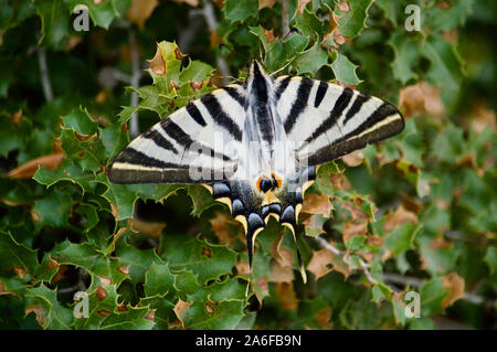 A Scarce Swallowtail butterfly at Park Guell in Barcelona, Spain