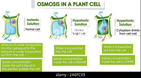 hypotonic plant cell