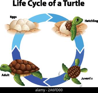 Diagram showing life cycle of sea turtle illustration Stock Vector