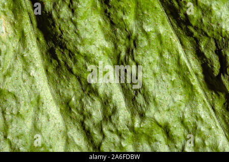 close up of dry green leaf, textured abstract background with green leaf Stock Photo