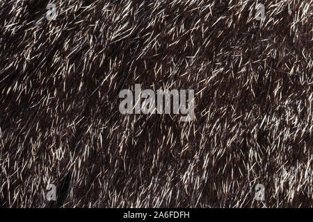 abstract background with fur texture, dark and white fur template Stock Photo
