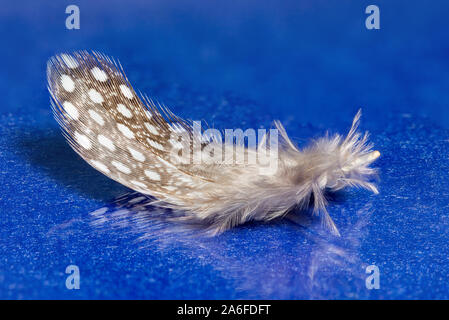 feather on blue background with reflection Stock Photo