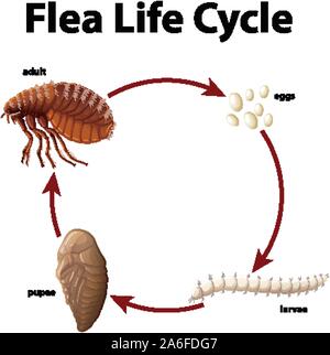 Diagram showing life cycle of flea illustration Stock Vector
