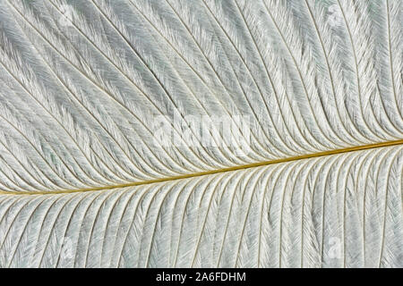 abstract background with white feather texture, close up feather Stock Photo