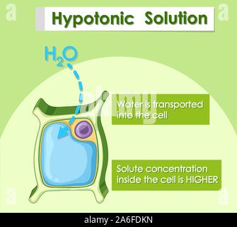 Diagram showing hypotonic solution illustration Stock Vector