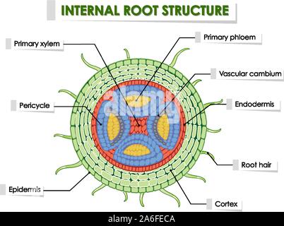Diagram showing internal root structure illustration Stock Vector Image ...