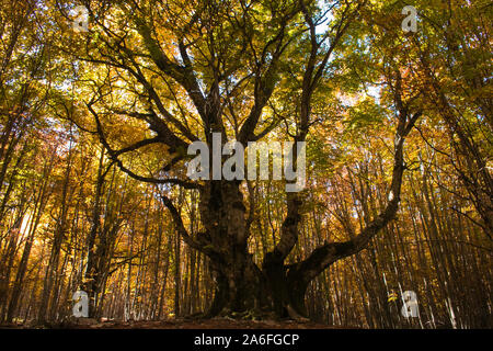 The beech of the Pontone (faggio del Pontone): 600 years of a monumetal testimony in Abruzzo Stock Photo