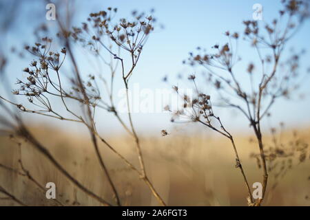 Dry grass in autumn blurred field at sunny sunset. Stock Photo