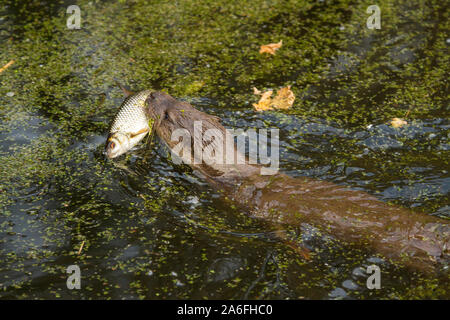 Young wild European Otter with fish Stock Photo