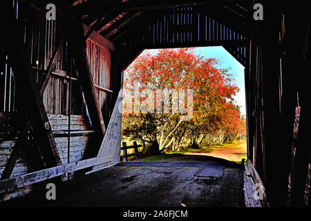 A landscape image from inside a covered bridge built in 1908 looking at a large tree with red berries in rural New Brunswick Canada. Stock Photo