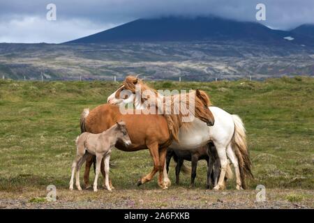 Icelandic horses (Equus islandicus), mares and colt foals stand on a paddock, Iceland Stock Photo