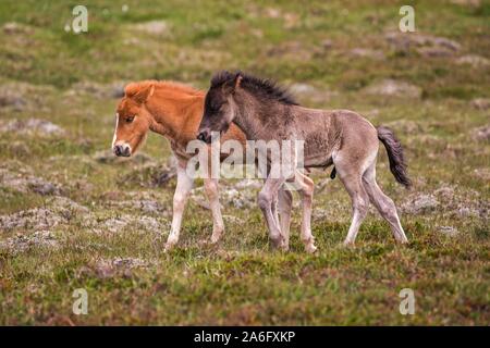 Icelandic horses (Equus islandicus), two colt foals running on a paddock, Iceland Stock Photo