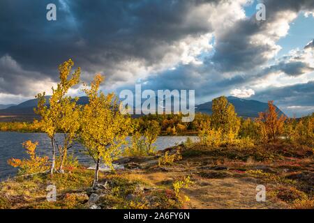 Light mood at lake Vuolio Njahkajavri, autumnal dwarf birches, Abisko National Park, Norrbotten, Lapland, Sweden Stock Photo