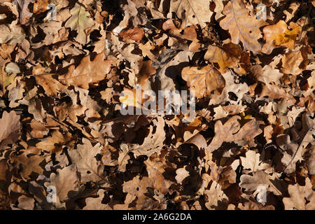 Dry oak leafs with dew drops on them. Fallen oak leaves. Top view Stock Photo