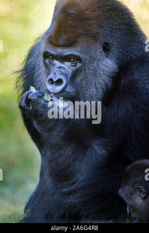 London, UK. 26th October 2019. Kumbuka, the impressive male silverback in ZSL London Zoos group of critically endangered Western-lowland gorillas dies, 25th October 2019.Photographed here, exactly a year ago, 25th October 2018.  He fathered a baby girl, Alika, his first offspring with mate Mjukuu in 2014 and a male, Gernot, with female, Effie, in 2015 Kumbuka died just a few weeks before his 22nd birthday. Stock Photo