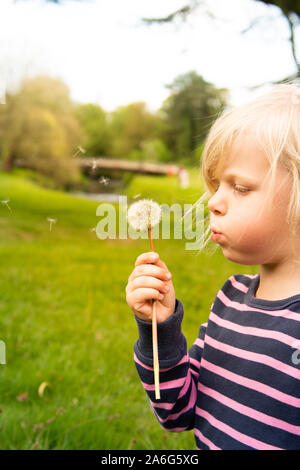 A cute little blonde haired girl wearing a striped top blows a dandelion whilst outdoors at the park Stock Photo