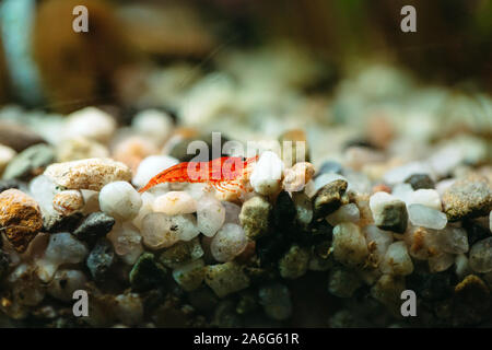 A horizontal macro shot of aquarium small cherry shrimp close-up in a freshwater aquarium  in the process of eating food Stock Photo